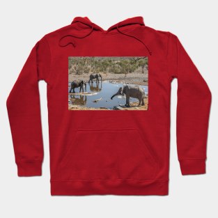 Namibia. Etosha National Park. Elephants at Waterhole. Hoodie